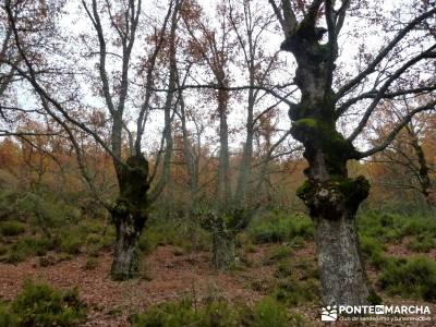 Molino Río Jarama-La Hiruela; viajes doñana álbum fotos camino santiago desde madrid